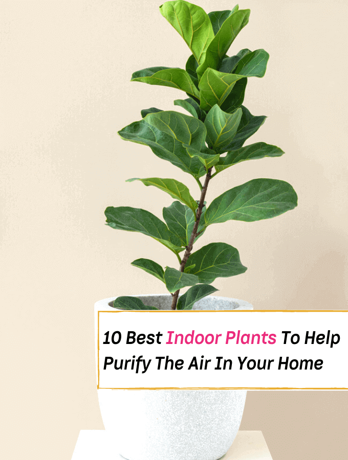 indoor plants that clean the air and remove toxins, indoor palm trees, air purifying plants, Best Indoor Plants That'll Help Purify The Air In Your Home - Everything Abode