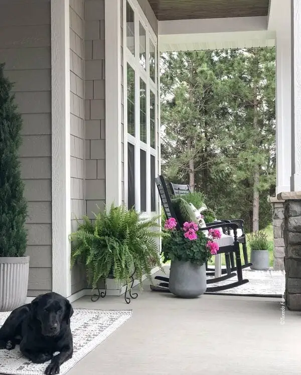 A shaded porch with beige siding, a black rocking chair, pink flowers in gray planters and a black dog lying on a rug.