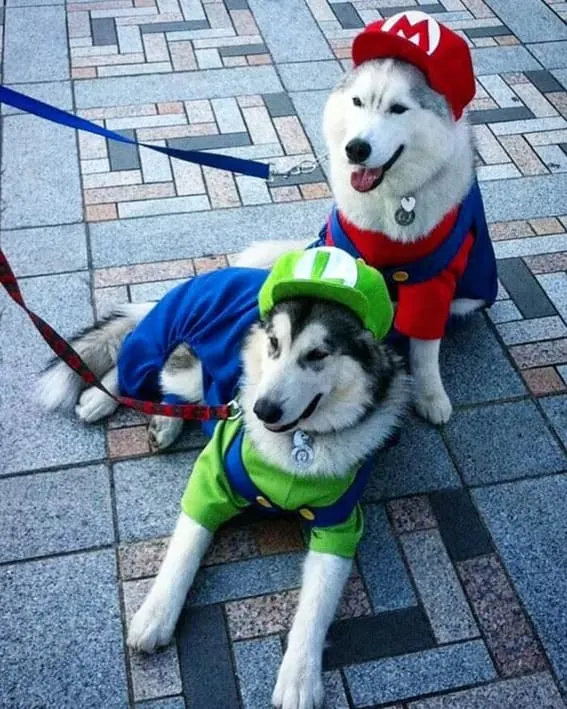Dogs dressed as Mario and Luigi.
