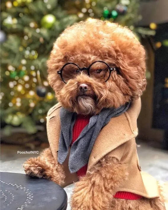 A dog dressed as a stylish professor.