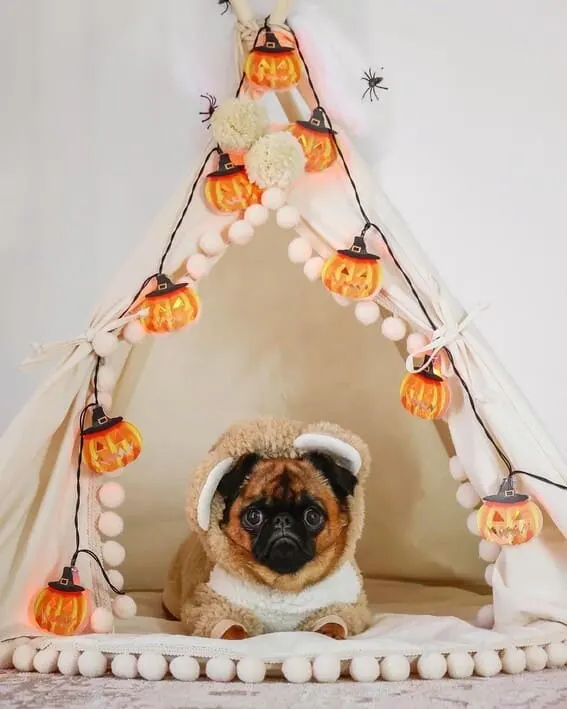 Dog dressed as a lamb.