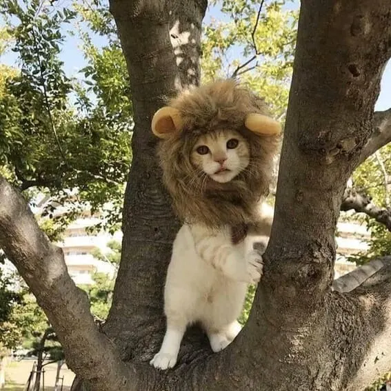 Cat dressed as a lion.