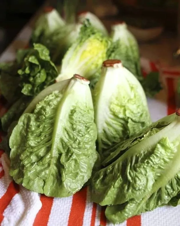 Little Gem Lettuce